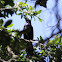 Grackle