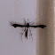 Plume Moth