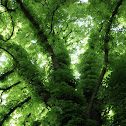 Horse-Chestnut or Conker Tree