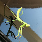 Praying mantis