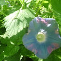 Morning glory