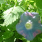Morning glory