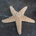 estrella de mar