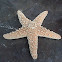 estrella de mar