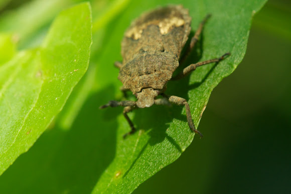 Spotting Image 1
