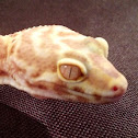Bell albino Mack snow leopard gecko