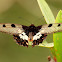 Clearwing Swallowtail
