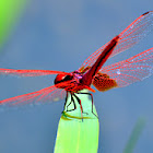 Dragonfly