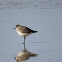 Black-bellied Plover (nonbreeding plumage)