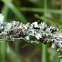 Lichens