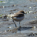 Common Sandpiper; Andarríos Chico