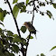 Brown-headed Barbet