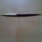 Porcupine quill