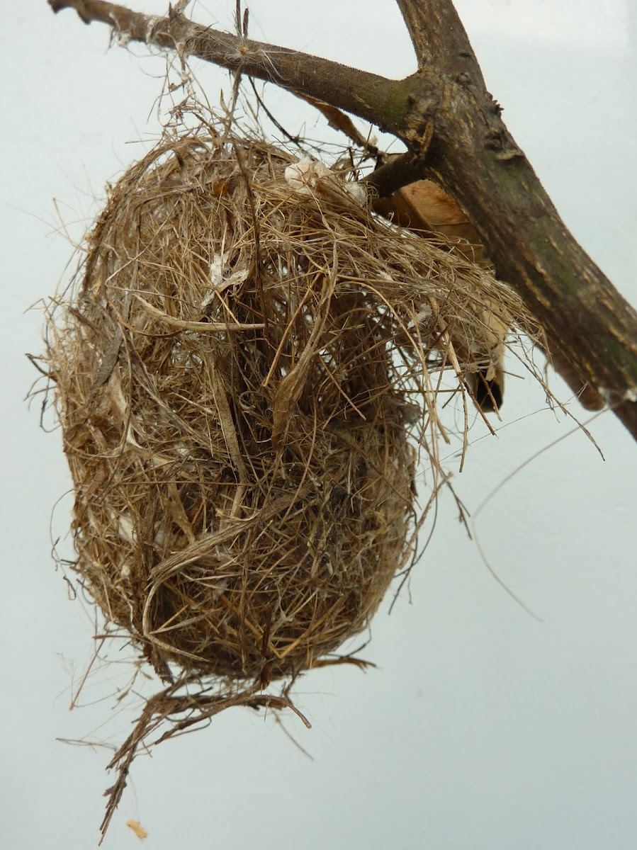 Sunbird nest