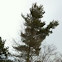 White pine