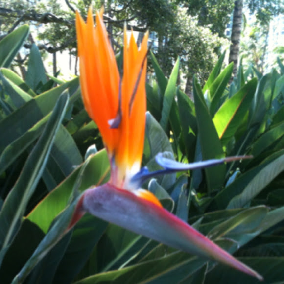 Spotting Image 1