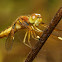 Female Asian Widow or Blue-Tailed Yellow Skimmer (Palpopleura sexmaculata)