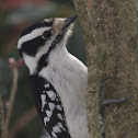 Downy Woodpecker