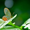Pink-tipped Satyr