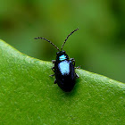 beetle