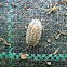 Woodlouse