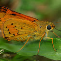 Skipper Butterfly
