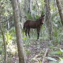 Wild Spanish Horse
