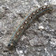Blue Forest Tent Caterpillar
