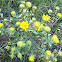 Gumweed