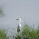 Garza