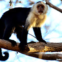 White-Faced Capuchin