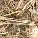 Spotted Cucumber Beetle