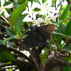 Mangrove Skipper