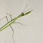 mantis religiosa