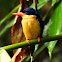 Paradise Kingfisher