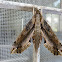Eupanacra regularis