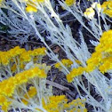 Dusty Miller