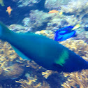 Bird Wrasse