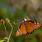 Queen Butterfly