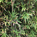 Bamboo