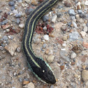 Western Ribbon Snake