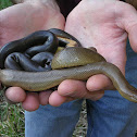 Rubber boa