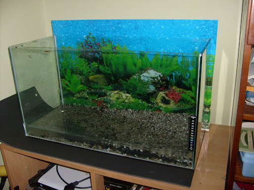 http://lh5.ggpht.com/Agunia222s/SDU1AzR86XI/AAAAAAAAAps/xsWWjGlh9s8/S6301957.JPG?imgmax=512