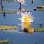 Water Lilly
