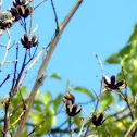 Crepe Myrtle seed Pod