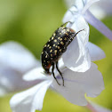 Common Dotted Fruit Chafer