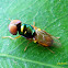 Soldier Fly