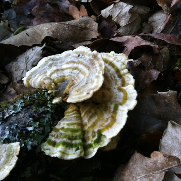 Spotting Image 1