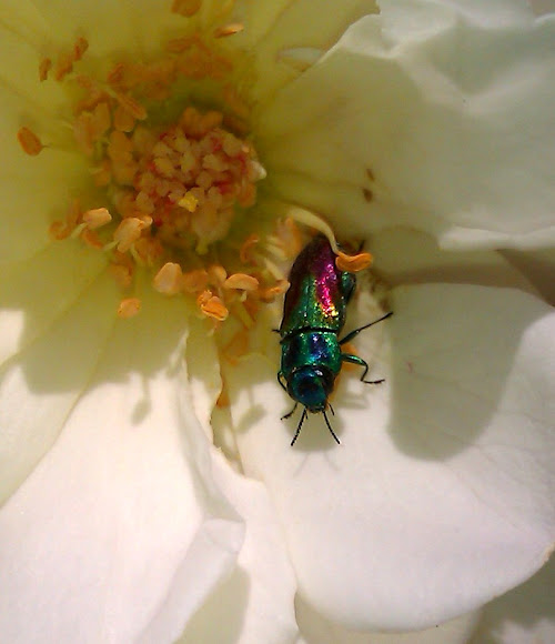 Spotting Image 1