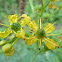 Common Rue